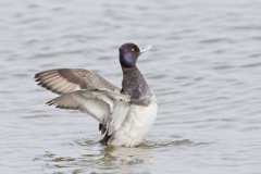 Lesser Scaup, Aythya affinis