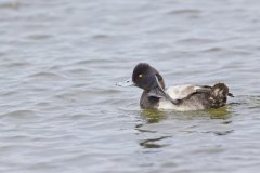 Lesser Scaup, Aythya affinis