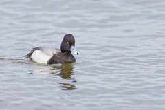 Lesser Scaup, Aythya affinis