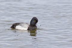 Lesser Scaup, Aythya affinis