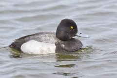 Lesser Scaup, Aythya affinis