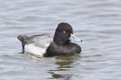 Lesser Scaup, Aythya affinis