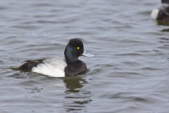 Lesser Scaup, Aythya affinis