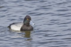 Lesser Scaup, Aythya affinis