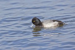 Lesser Scaup, Aythya affinis