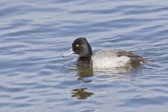 Lesser Scaup, Aythya affinis