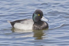 Lesser Scaup, Aythya affinis