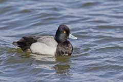 Lesser Scaup, Aythya affinis