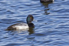 Lesser Scaup, Aythya affinis