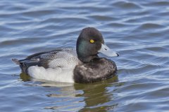 Lesser Scaup, Aythya affinis