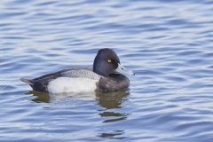 Lesser Scaup, Aythya affinis