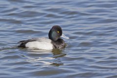 Lesser Scaup, Aythya affinis