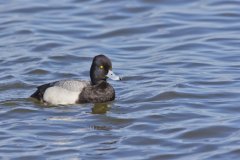 Lesser Scaup, Aythya affinis