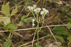 Lesser Snakeroot, Ageratina aromatica