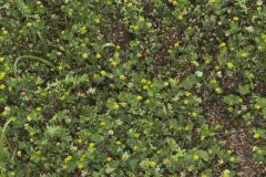 Lesser Trefoil, Trifolium dubium