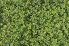 Lesser Trefoil, Trifolium dubium