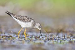 Lesser Yellowlegs, Tringa flavipes