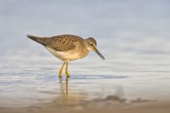 Lesser Yellowlegs, Tringa flavipes