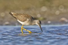 Lesser Yellowlegs, Tringa flavipes