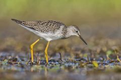 Lesser Yellowlegs, Tringa flavipes