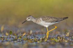 Lesser Yellowlegs, Tringa flavipes