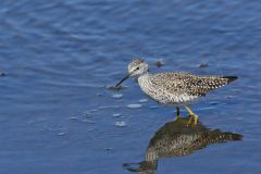 Lesser Yellowlegs, Tringa flavipes