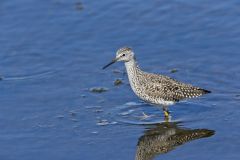 Lesser Yellowlegs, Tringa flavipes