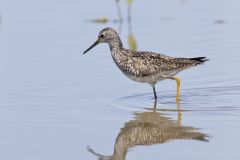 Lesser Yellowlegs, Tringa flavipes