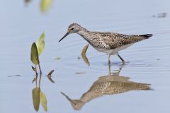 Lesser Yellowlegs, Tringa flavipes