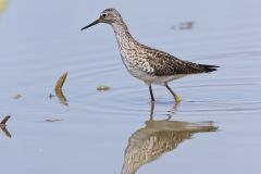 Lesser Yellowlegs, Tringa flavipes