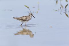 Lesser Yellowlegs, Tringa flavipes