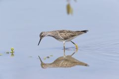 Lesser Yellowlegs, Tringa flavipes