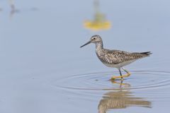 Lesser Yellowlegs, Tringa flavipes