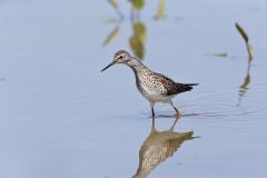 Lesser Yellowlegs, Tringa flavipes