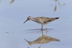 Lesser Yellowlegs, Tringa flavipes