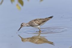 Lesser Yellowlegs, Tringa flavipes