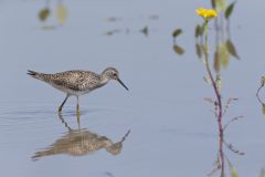 Lesser Yellowlegs, Tringa flavipes