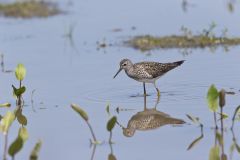 Lesser Yellowlegs, Tringa flavipes