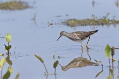 Lesser Yellowlegs, Tringa flavipes