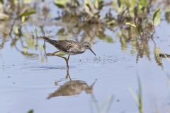 Lesser Yellowlegs, Tringa flavipes