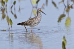 Lesser Yellowlegs, Tringa flavipes