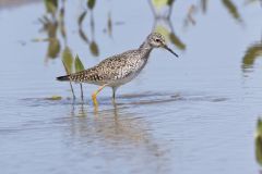 Lesser Yellowlegs, Tringa flavipes