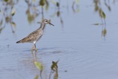 Lesser Yellowlegs, Tringa flavipes