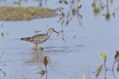 Lesser Yellowlegs, Tringa flavipes