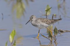 Lesser Yellowlegs, Tringa flavipes