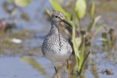 Lesser Yellowlegs, Tringa flavipes