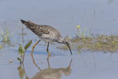 Lesser Yellowlegs, Tringa flavipes