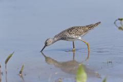 Lesser Yellowlegs, Tringa flavipes