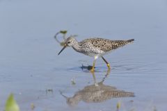 Lesser Yellowlegs, Tringa flavipes