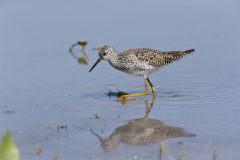 Lesser Yellowlegs, Tringa flavipes